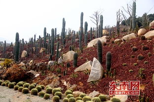 農(nóng)業(yè)遇上智慧氣象 互聯(lián)網(wǎng)助力鄉(xiāng)村振興與園藝服務(wù)升級
