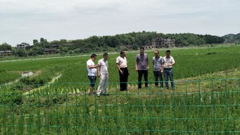 萬名農(nóng)業(yè)科技人員服務(wù)現(xiàn)代農(nóng)業(yè)，省級專家深入邵東助力農(nóng)業(yè)園藝發(fā)展