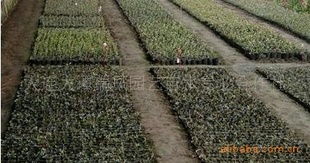 優(yōu)質(zhì)二年生高叢藍莓營養(yǎng)缽苗供應(yīng)商 大連大譚瑞鳳園藝苗木專業(yè)合作社