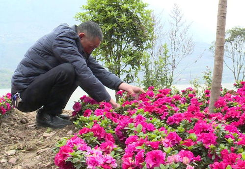 新建村 發(fā)展花卉苗木產(chǎn)業(yè)，壯大村集體經(jīng)濟