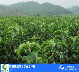 梨樹苗選購指南 開封超順苗木的農(nóng)業(yè)園藝服務(wù)解析