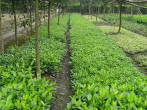 錦江區(qū)蘇威園藝苗圃經(jīng)營(yíng)部 地苗大梔子專業(yè)供應(yīng)，品質(zhì)可靠服務(wù)優(yōu)